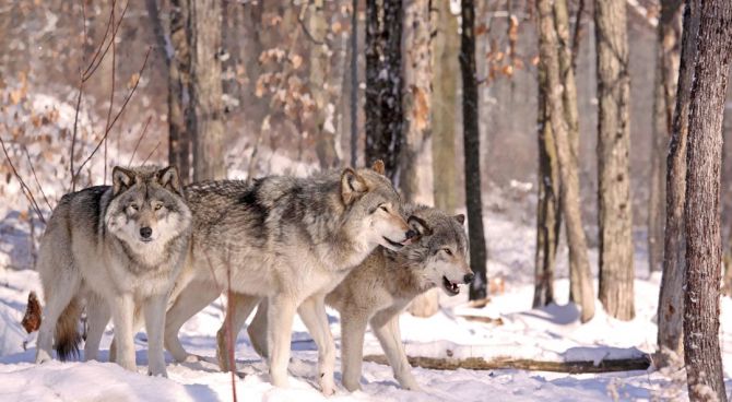 Фотошпалери вовки в лісі