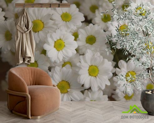 выбрать Фотообои Ромашки белые Фотообои Фотообои Цветы:  на стену