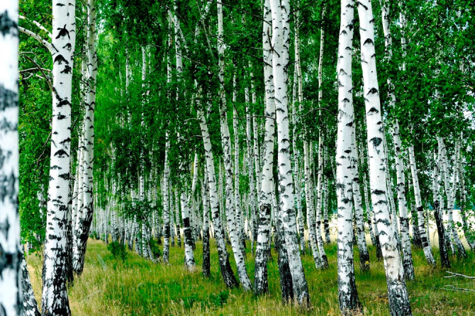 Фотошпалери Березовий гай