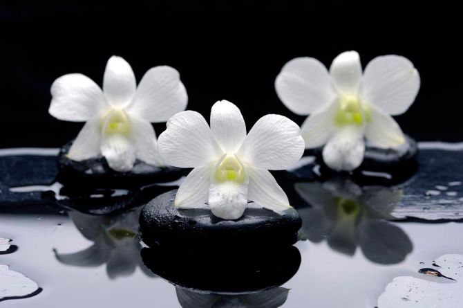 Фотошпалери Білі орхідеї на каменях