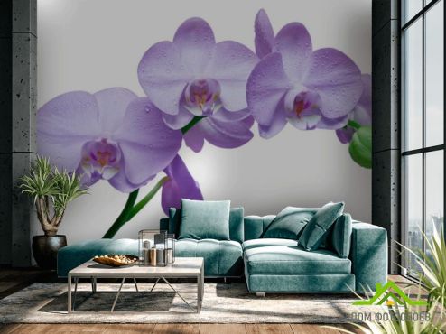выбрать Фотошпалери Орхідеї бузкові Фотошпалери Фотошпалери Квіти: фото  на стіну