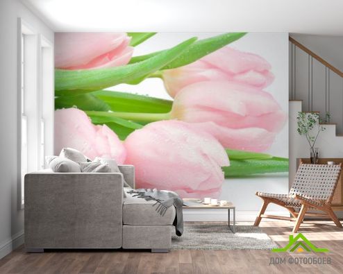 выбрать Фотообои Тюльпаны розовые Фотообои Фотообои Тюльпаны: фото, розовый  на стену