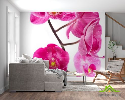 выбрать Фотошпалери Гілка орхідей малинових Рожеві фотошпалери на стіну