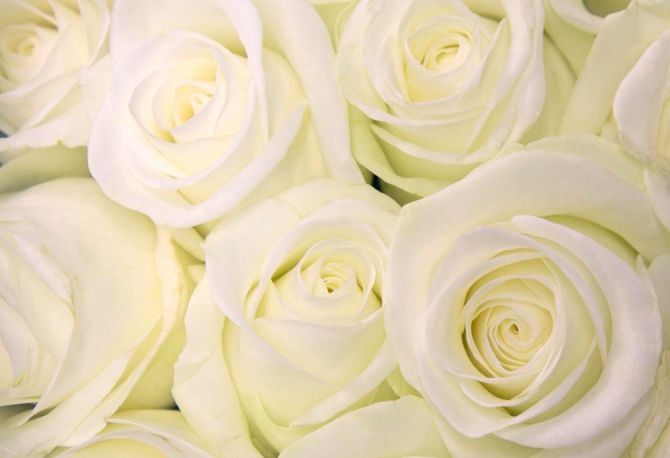 Фотообои Розы белоснежного оттенка