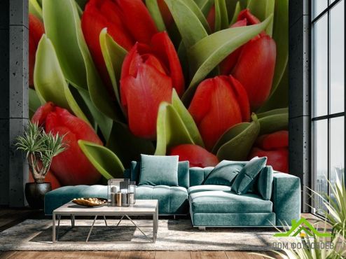 выбрать Фотообои красные тюльпаны Фотообои Цветы на стену