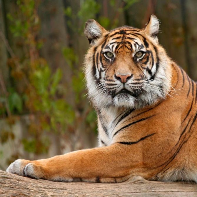 Фотошпалери Насторожений тигр