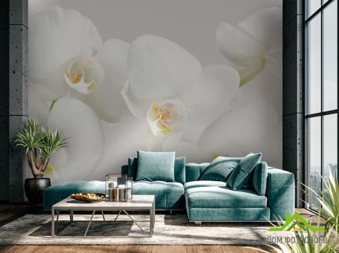 выбрать Фотообои Орхидеи белоснежные цветут Фотообои Фотообои Цветы: фото  на стену