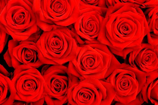 Фотообои Розы ярко-алые