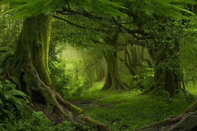 Фотошпалери зелений ліс