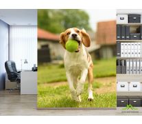 Фотообои собака с мячиком