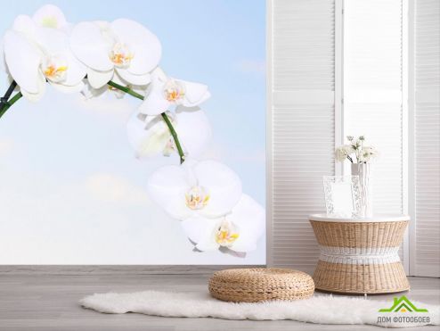 выбрать Фотообои Ветка белоснежных орхидей Фотообои, цвет: «квадратная» на стену