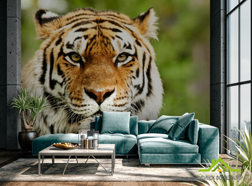 выбрать Фотошпалери Пильний погляд тигра Каталог фотошпалер на стіну