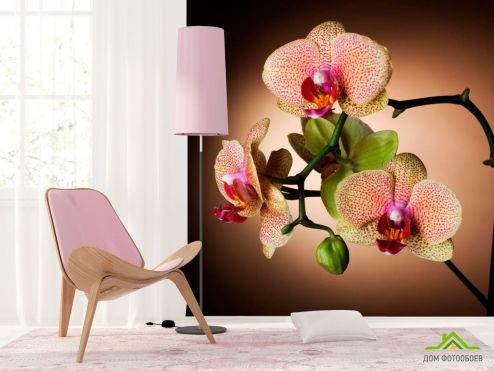 выбрать Фотообои Веточка кремовых орхидей Фотообои Фотообои Орхидеи: фото, бежевый  на стену