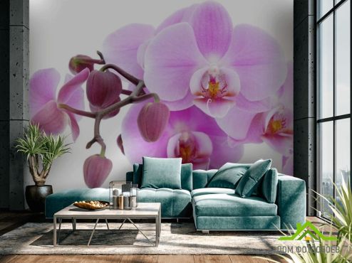 выбрать Фотошпалери бузкова орхідея Фотошпалери Фотошпалери Квіти: квадратна, горизонтальна орієнтація на стіну