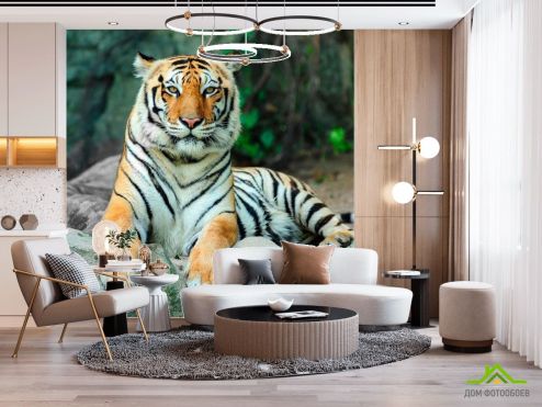 выбрать Фотообои Отдыхающий тигр Фотообои Фотообои Животные: фото, квадратная  на стену