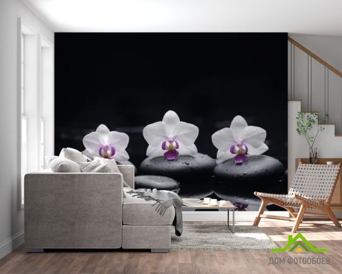 выбрать Фотошпалери білі орхідеї на чорному тлі Фотошпалери Квіти на стіну