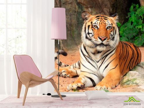 выбрать Фотообои Тигр на отдыхе Оранжевые фотообои на стену