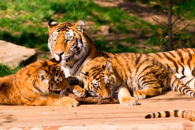 Фотошпалери Сім'я тигрів