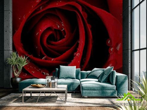 выбрать Фотообои Алая роза и роса Фотообои Фотообои Цветы: фото, горизонталная, горизонтальная  на стену