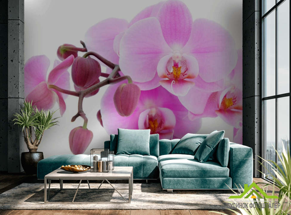 выбрать Фотошпалери Орхідеї на білому Каталог фотошпалер на стіну