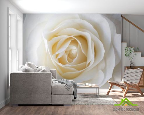 выбрать Фотошпалери біла троянда Фотошпалери, колір: «квадратна, горизонтальна» на стіну