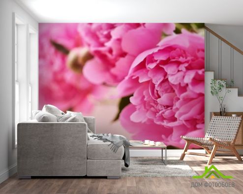 выбрать Фотообои розовый пион Фотообои Фотообои Цветы:  на стену