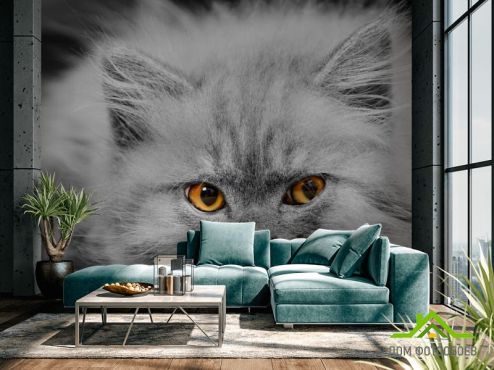 выбрать Фотошпалери Сіре кошеня Фотошпалери Коти на стіну