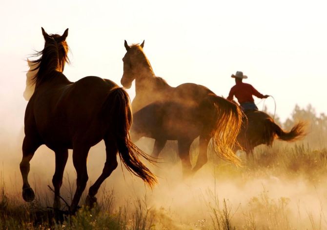 Фотообои Лошади в поле