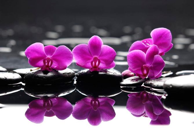 Фотошпалери Орхідеї малинового кольору
