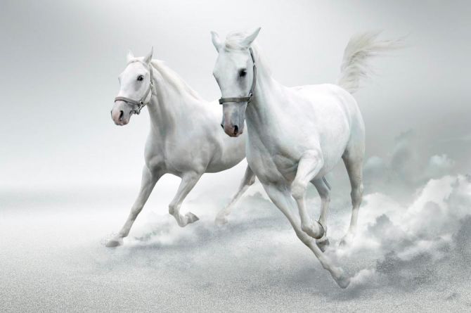 Фотообои Две белых лошади