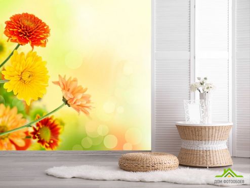 выбрать Фотообои Хризантемы разных оттенков Фотообои Фотообои Цветы: фото  на стену