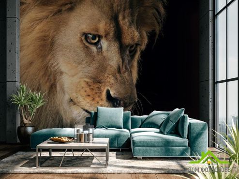 выбрать Фотообои морда льва Фотообои Животные на стену