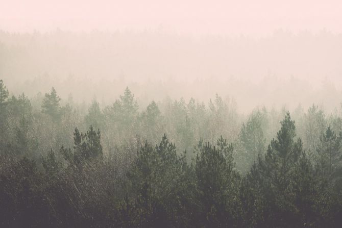 Фотообои лес и розовый туман