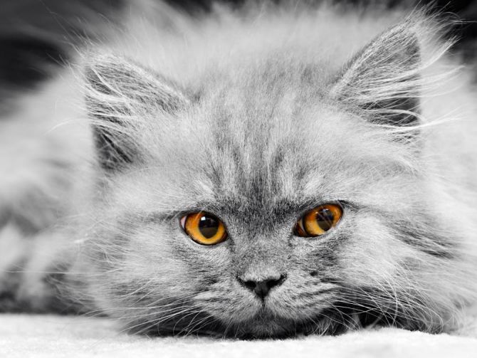 Фотошпалери Сіре кошеня