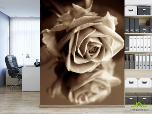 выбрать Фотообои Роза сепия Фотообои Фотообои Цветы: фото, белая, коричневый  на стену