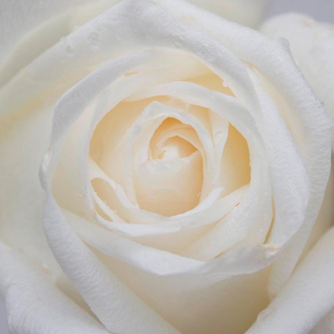 Фотошпалери Розпустилася біла троянда