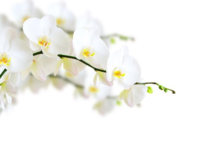 Фотообои веточка белой орхидеи