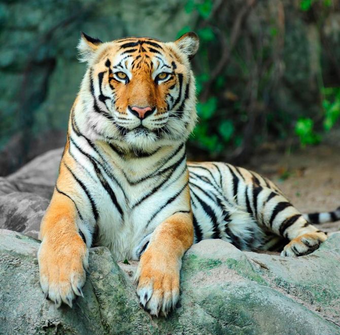 Фотообои Отдыхающий тигр