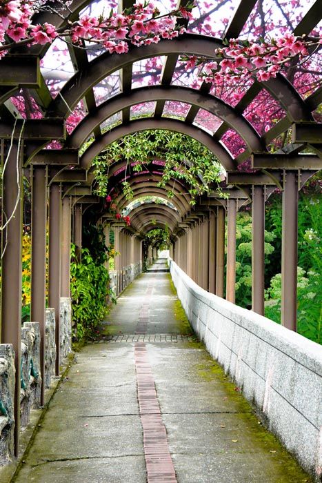 Фотошпалери Квіткова арка
