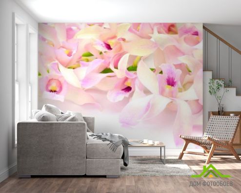 выбрать Фотообои Нежно-розовые орхидеи Фотообои, цвет: «» на стену