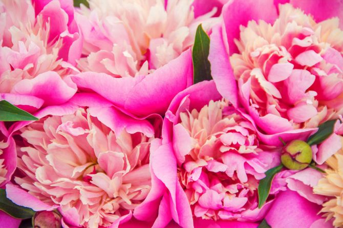 Фотообои Ярко розовые пионы
