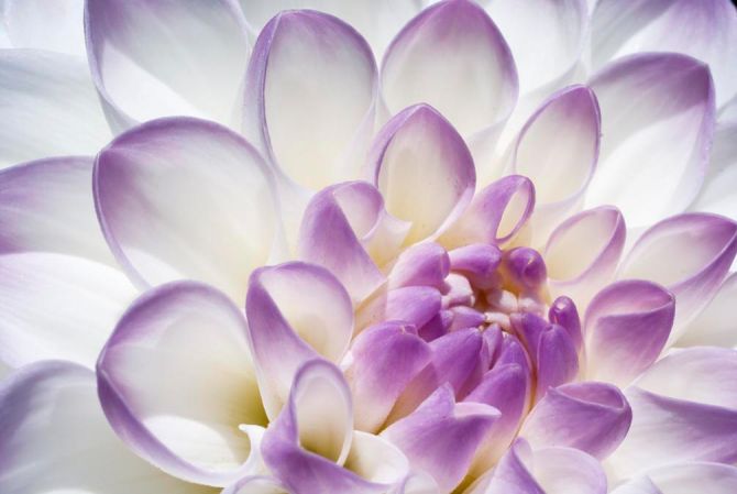 Фотошпалери Пелюстки півонії біло-фіолетові