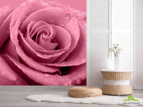 выбрать Фотообои Макро-съемка розы Фотообои Фотообои Цветы: фото, квадратная  на стену