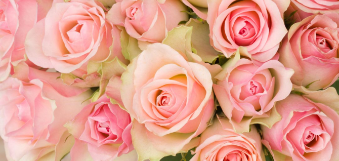 Фотообои roses