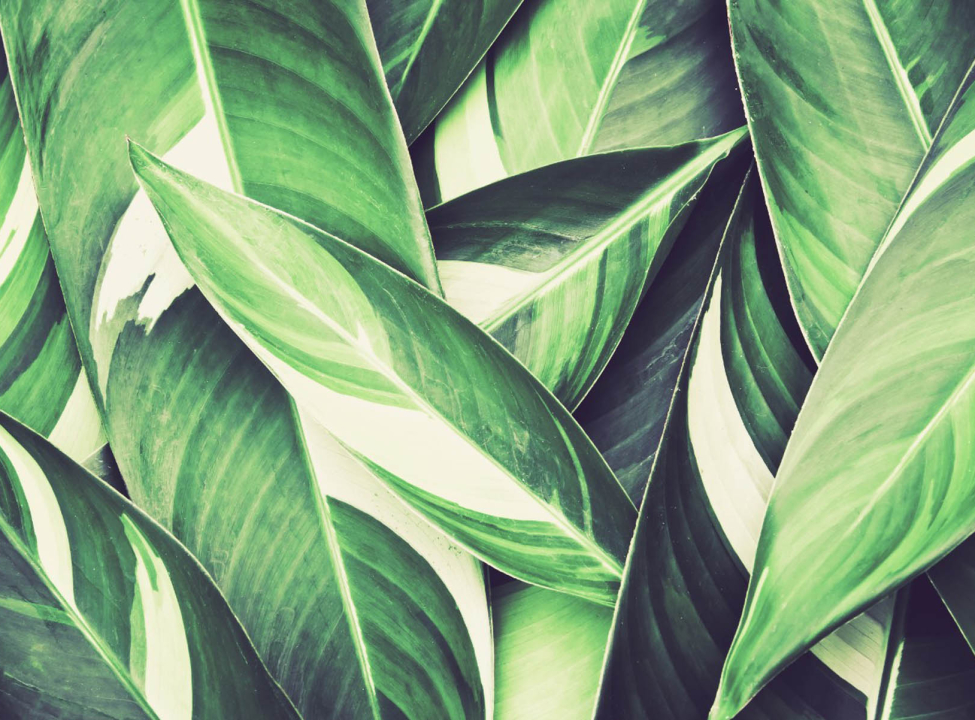 выбрать Фотошпалери зелене листя Каталог фотошпалер на стіну