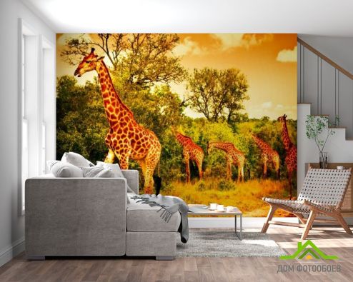 выбрать Фотообои Жирафы на пастбище Зеленые фотообои на стену