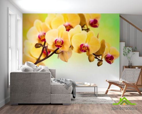 выбрать Фотообои Желтая орхидея Фотообои Фотообои Орхидеи: картинка  на стену