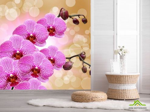 выбрать Фотообои Ярко-розовые орхидеи Фотообои Фотообои Орхидеи: фото, квадратная  на стену