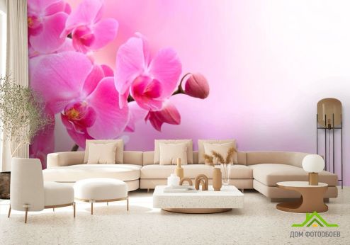 выбрать Фотообои Орхидеи розового оттенка Фотообои Фотообои Цветы: фото, розовый  на стену