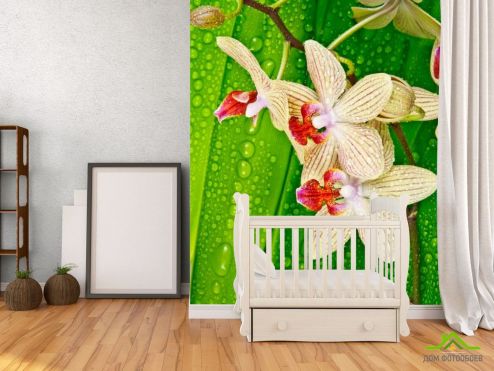 выбрать Фотообои Орхидеи на листе Фотообои Фотообои Цветы: фото, вертикальная  на стену